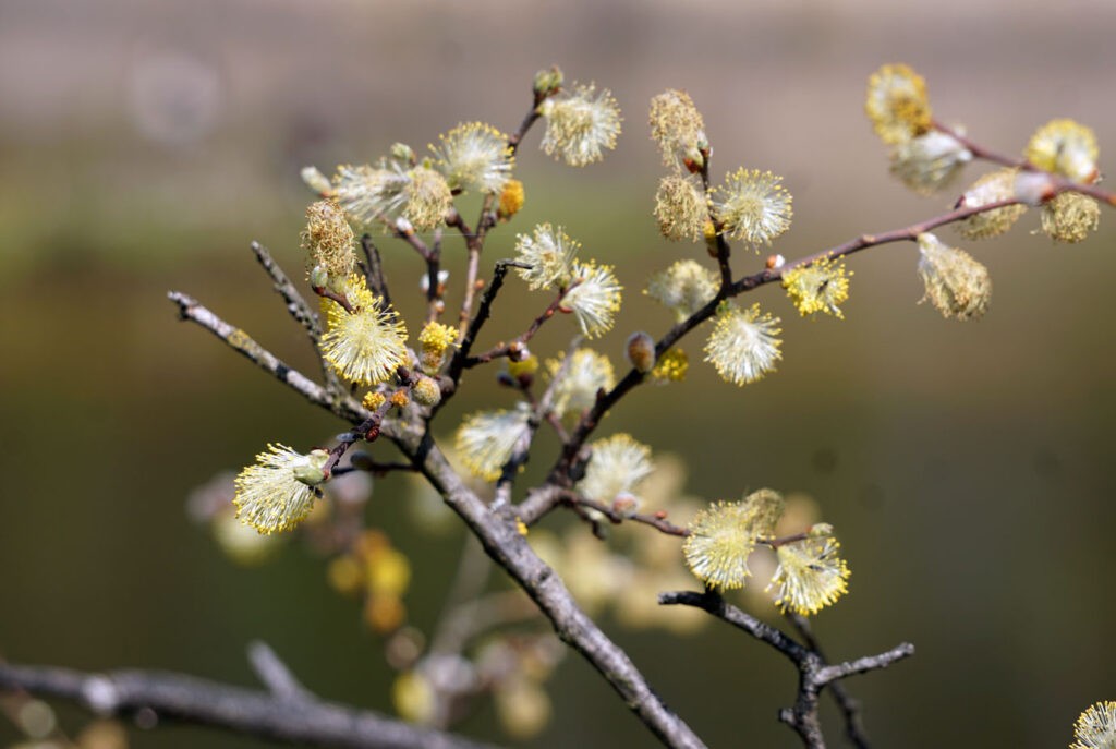 gelbe Blüte Blume in der Natur