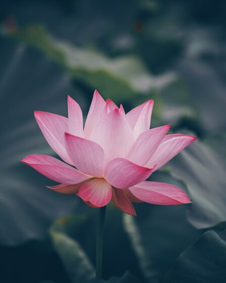 rosa lotus bluete im wasser