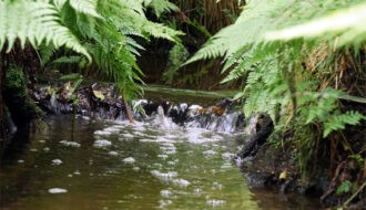 fleißender Bach mit Farn im Wald
