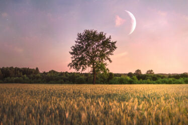 Baum auf einem Feld mit Mond im Hintergrund