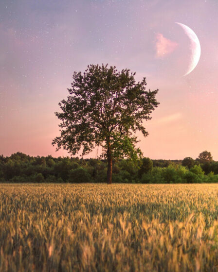 Baum auf einem Feld mit Mond im Hintergrund