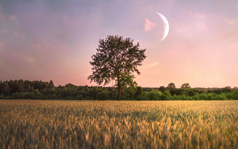Baum auf einem Feld mit Mond im Hintergrund